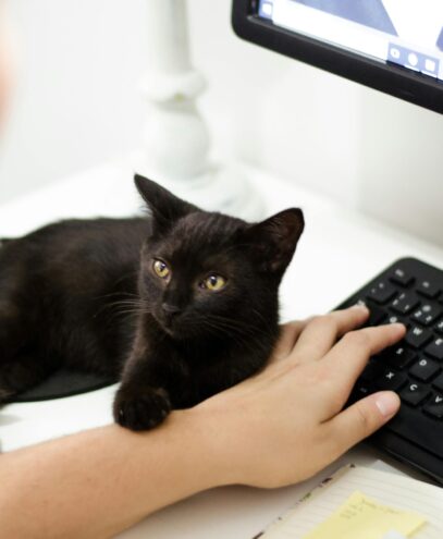 A black cat resting on a desk by a computer keyboard with a person present.
