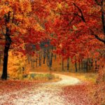 road, forest, fall, path, trail, trees, woods, foliage, leaves, autumn, season, seasonal, natural, landscape, scenic, nature, nature wallpaper, forest, fall, autumn, nature, nature, nature, nature, nature