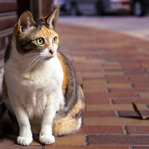 brown-and-white-tabby-cat-sitting-on-brown-brick-pathway-951336