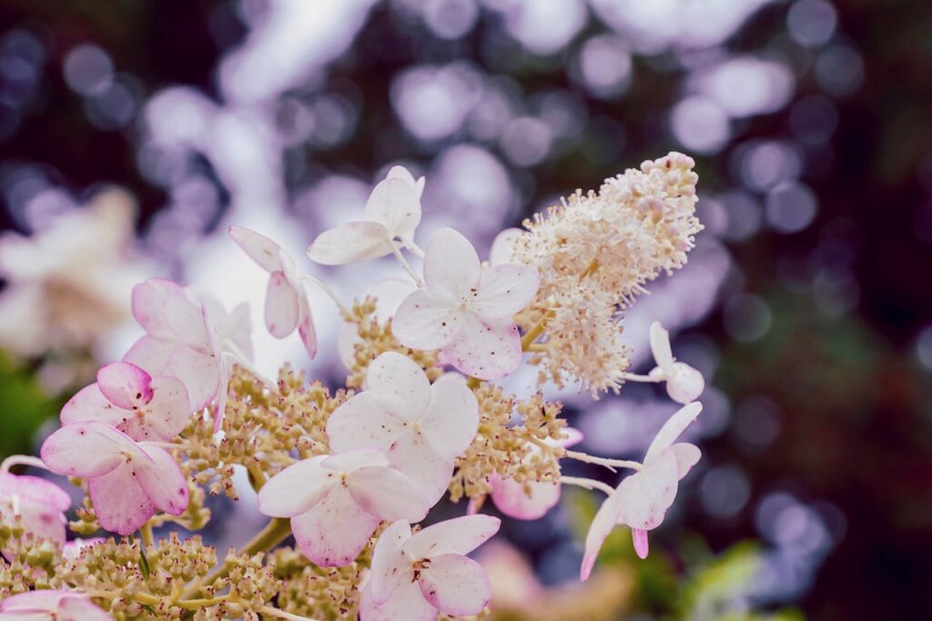 花ごよみ｜5月