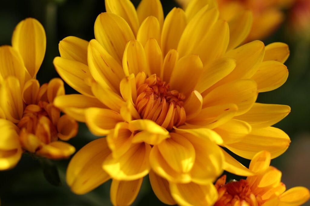 chrysanthemum, flower wallpaper, flowers, flora, autumn, nature, herfstplanten, autumn color, chrysanthemums, beautiful flowers, yellow, flower background, orange, bronze, plants