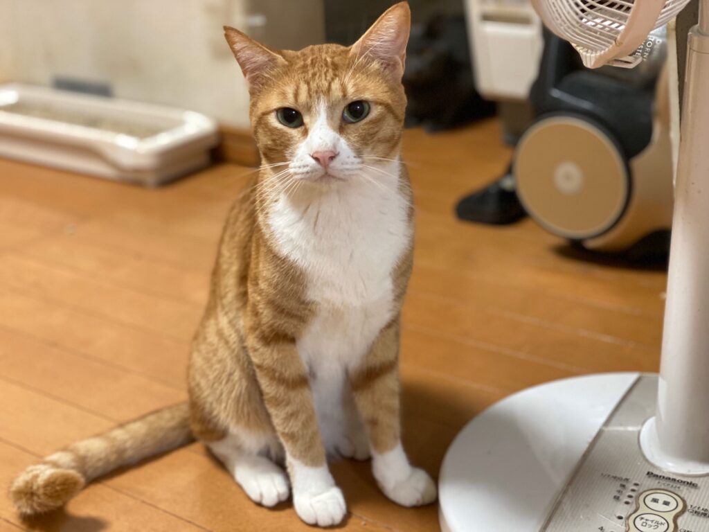 命を繋ぐためのシェルター