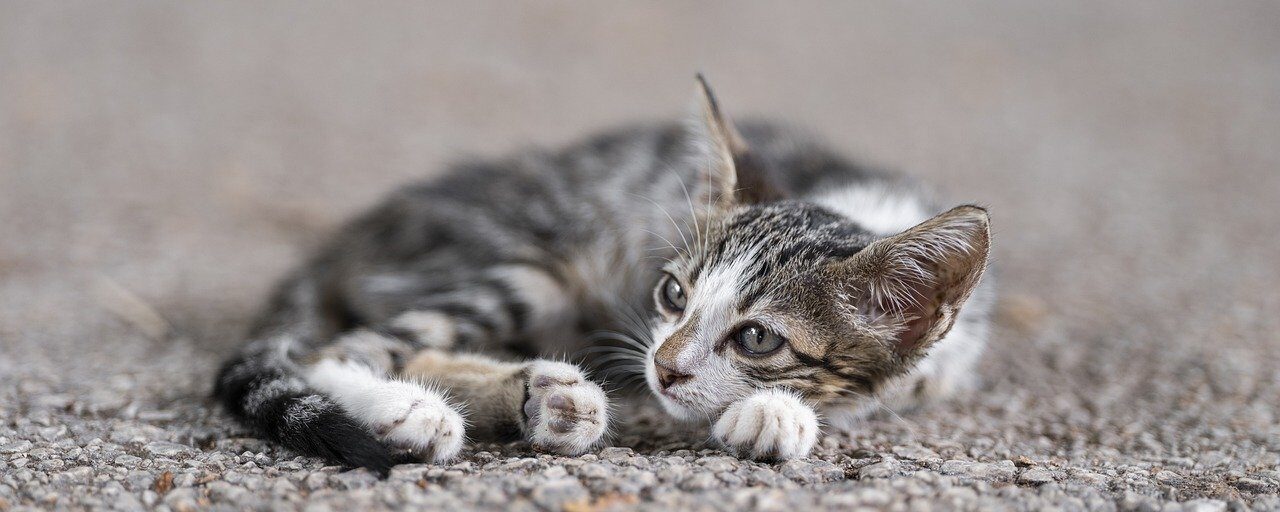 猫画像｜ねころび