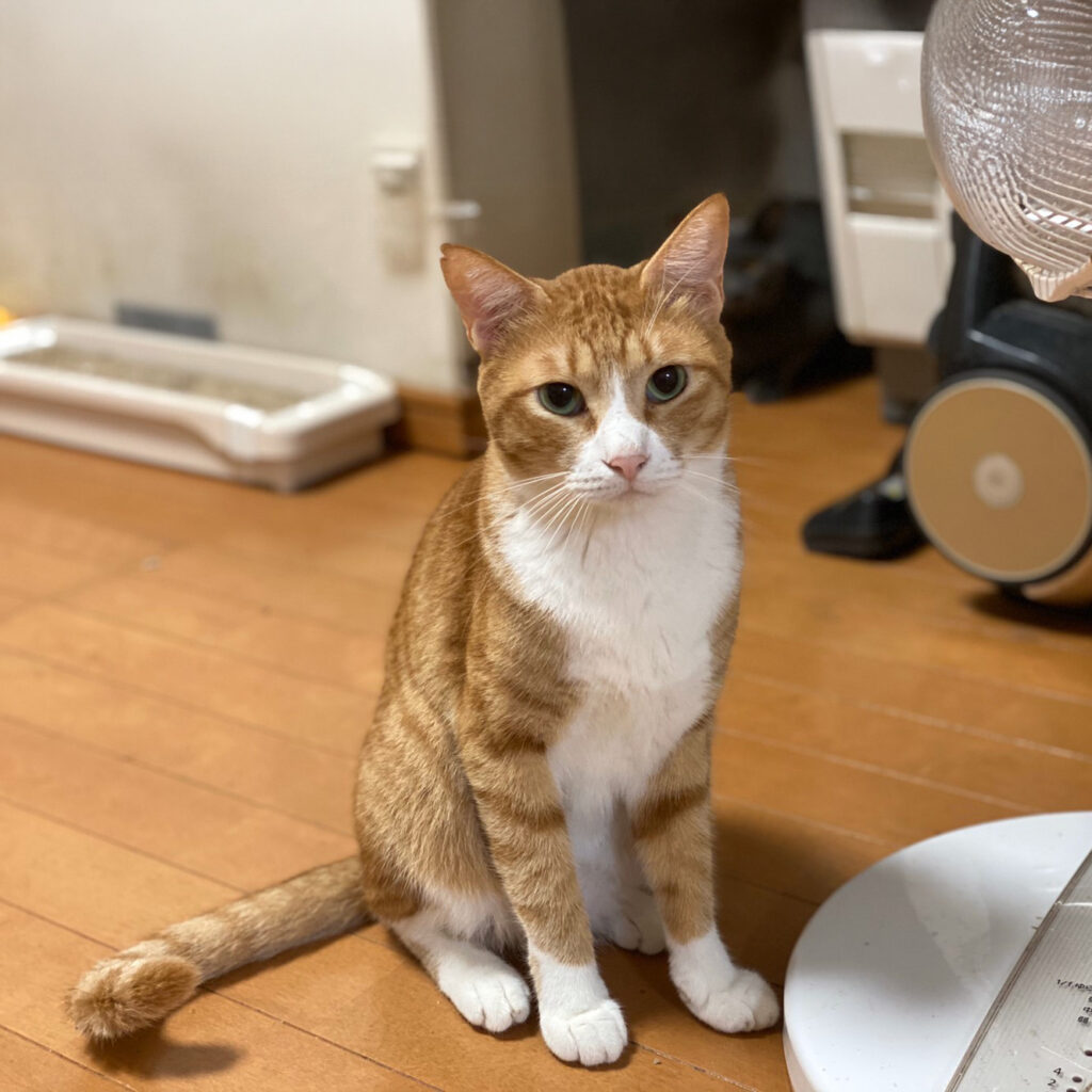 さつまあげ