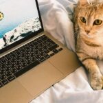 A charming tabby cat lying beside a laptop on a cozy blanket indoors.